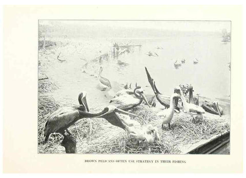 Reproducción/Reproduction 7599671498: The human side of birds,. New York,Frederick A. Stokes company[c1917]