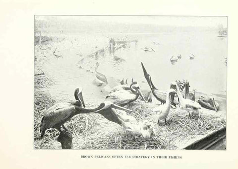 Reproducción/Reproduction 7599671498: The human side of birds,. New York,Frederick A. Stokes company[c1917]