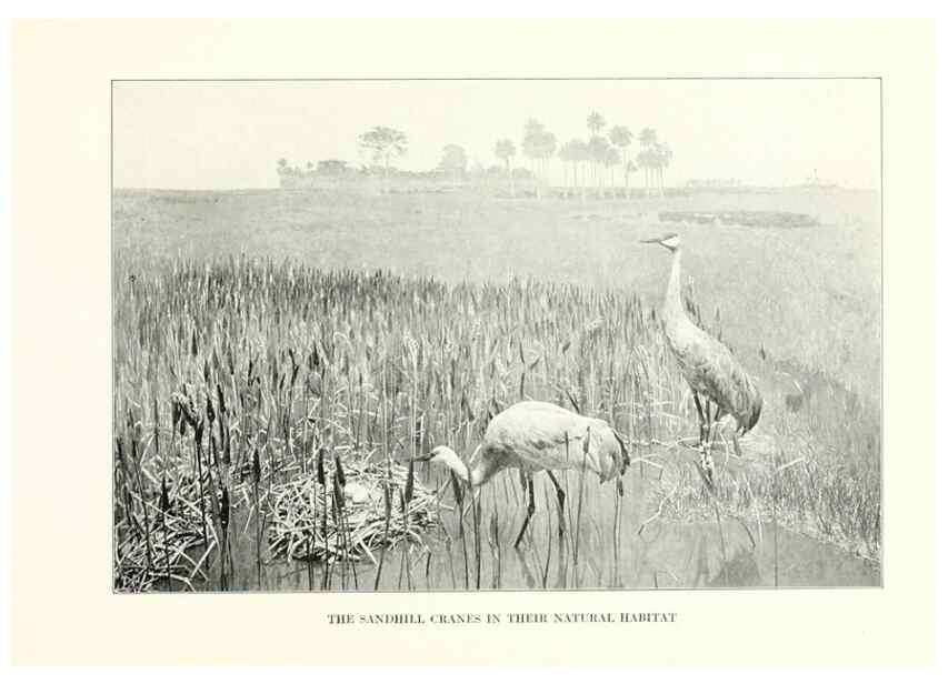 Reproducción/Reproduction 7599672642: The human side of birds,. New York,Frederick A. Stokes company[c1917]
