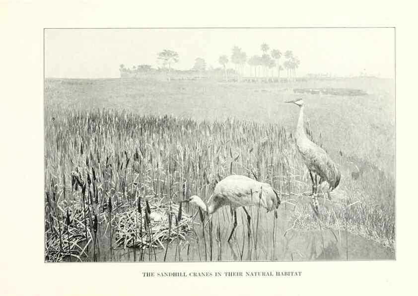 Reproducción/Reproduction 7599672642: The human side of birds,. New York,Frederick A. Stokes company[c1917]
