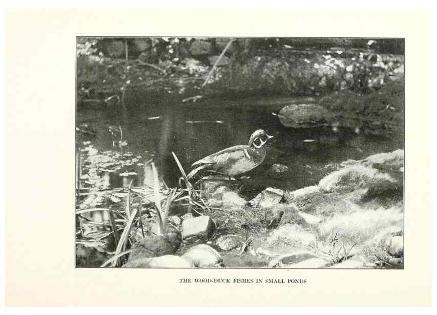 Reproducción/Reproduction 7599673822: The human side of birds,. New York,Frederick A. Stokes company[c1917]