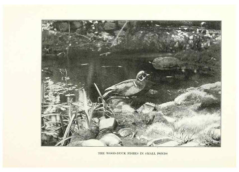 Reproducción/Reproduction 7599673822: The human side of birds,. New York,Frederick A. Stokes company[c1917]