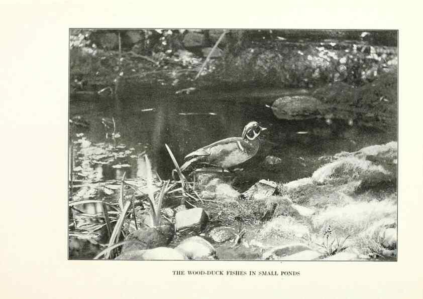 Reproducción/Reproduction 7599673822: The human side of birds,. New York,Frederick A. Stokes company[c1917]