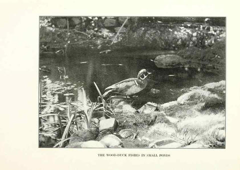 Reproducción/Reproduction 7599673822: The human side of birds,. New York,Frederick A. Stokes company[c1917]