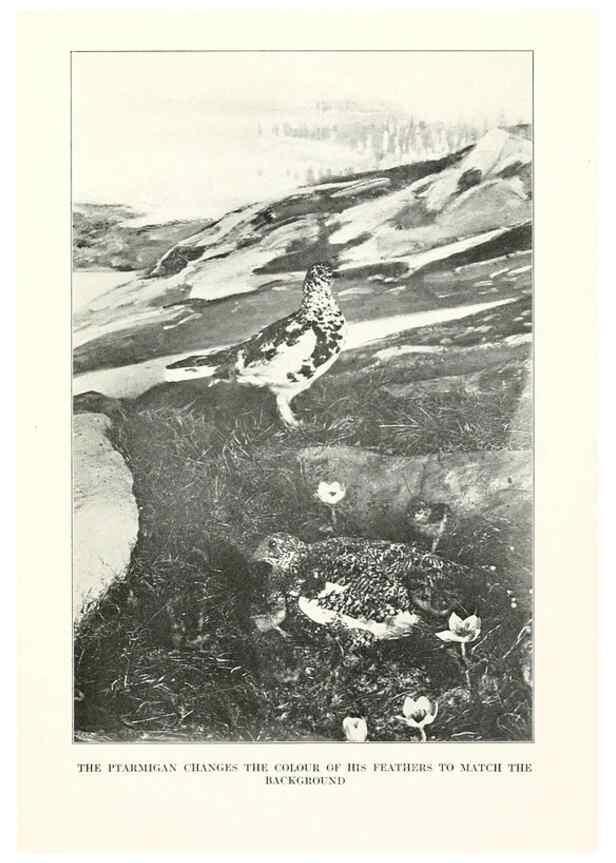 Reproducción/Reproduction 7599675396: The human side of birds,. New York,Frederick A. Stokes company[c1917]