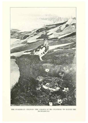 Reproducción/Reproduction 7599675396: The human side of birds,. New York,Frederick A. Stokes company[c1917]