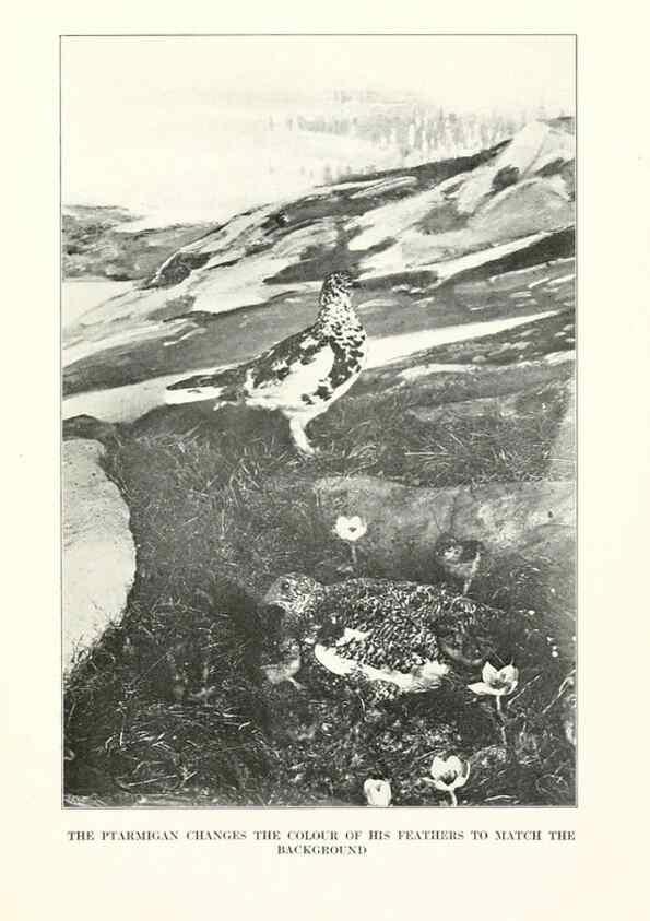 Reproducción/Reproduction 7599675396: The human side of birds,. New York,Frederick A. Stokes company[c1917]