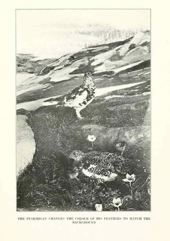 Reproducción/Reproduction 7599675396: The human side of birds,. New York,Frederick A. Stokes company[c1917]