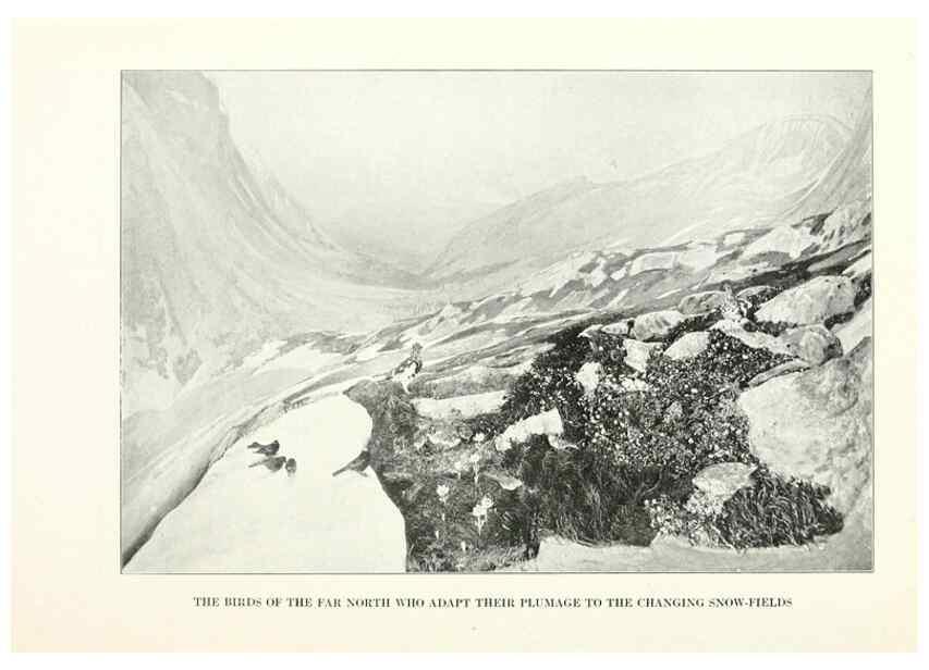 Reproducción/Reproduction 7599676648: The human side of birds,. New York,Frederick A. Stokes company[c1917]