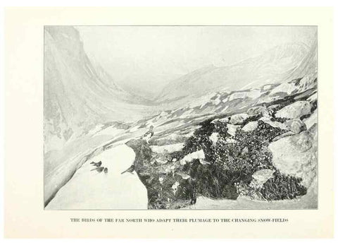 Reproducción/Reproduction 7599676648: The human side of birds,. New York,Frederick A. Stokes company[c1917]