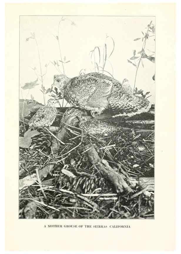 Reproducción/Reproduction 7599677804: The human side of birds,. New York,Frederick A. Stokes company[c1917]