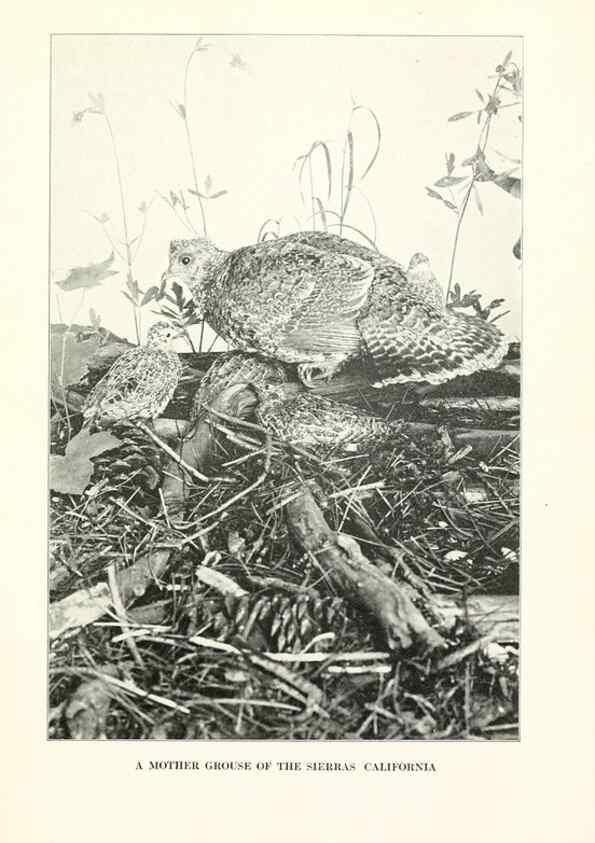 Reproducción/Reproduction 7599677804: The human side of birds,. New York,Frederick A. Stokes company[c1917]