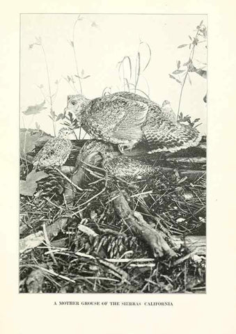 Reproducción/Reproduction 7599677804: The human side of birds,. New York,Frederick A. Stokes company[c1917]