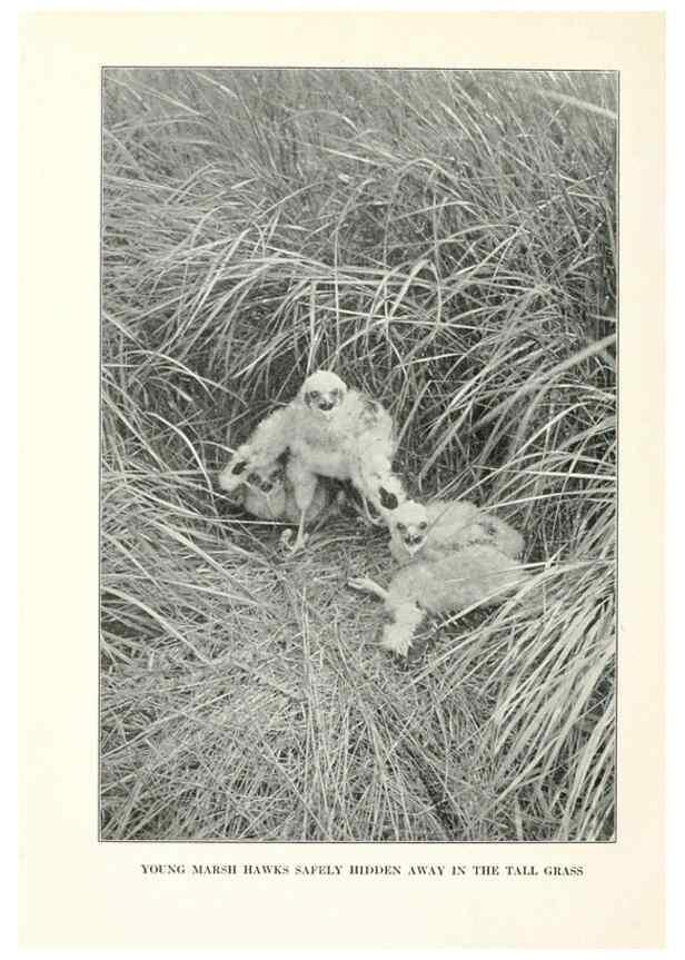 Reproducción/Reproduction 7599679230: The human side of birds,. New York,Frederick A. Stokes company[c1917]