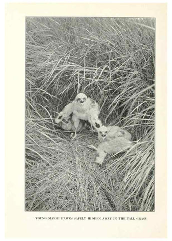 Reproducción/Reproduction 7599679230: The human side of birds,. New York,Frederick A. Stokes company[c1917]