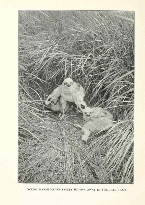 Reproducción/Reproduction 7599679230: The human side of birds,. New York,Frederick A. Stokes company[c1917]