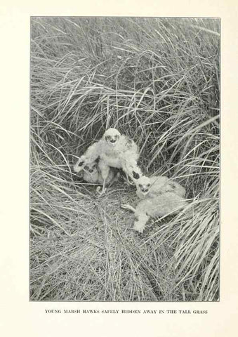 Reproducción/Reproduction 7599679230: The human side of birds,. New York,Frederick A. Stokes company[c1917]