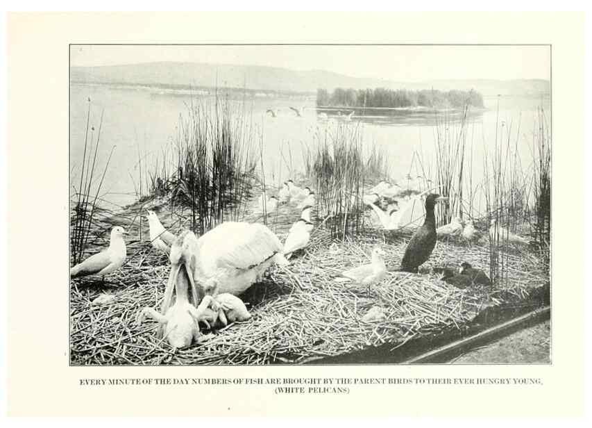 Reproducción/Reproduction 7599670348: The human side of birds,. New York,Frederick A. Stokes company[c1917]