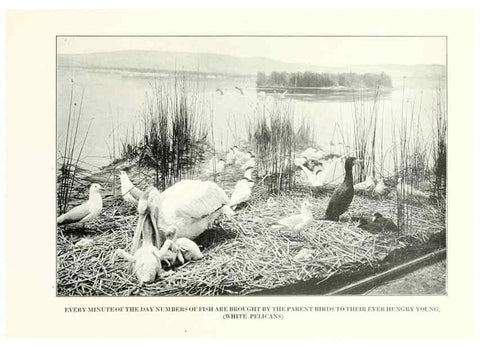 Reproducción/Reproduction 7599670348: The human side of birds,. New York,Frederick A. Stokes company[c1917]