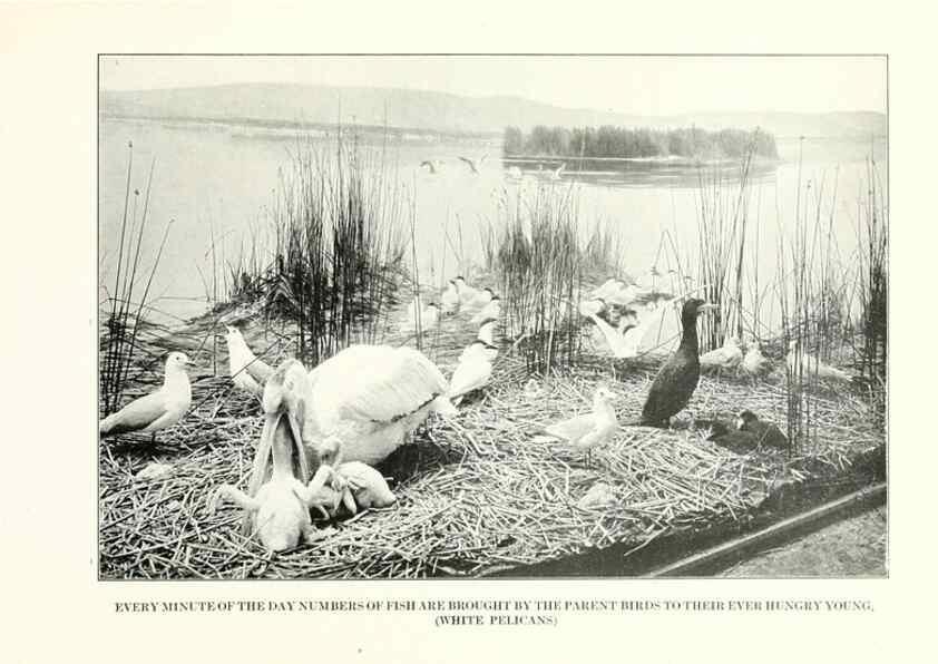 Reproducción/Reproduction 7599670348: The human side of birds,. New York,Frederick A. Stokes company[c1917]