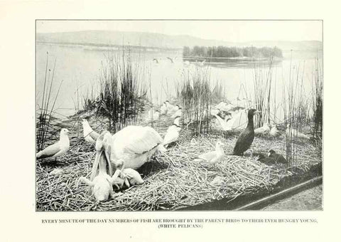 Reproducción/Reproduction 7599670348: The human side of birds,. New York,Frederick A. Stokes company[c1917]