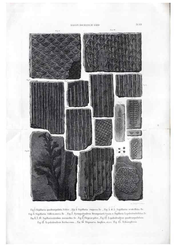 Reproducción/Reproduction 7676548394: Géologie et paléontologie du bassin houiller du Gard /. Saint-Etienne :Théolier,1890.