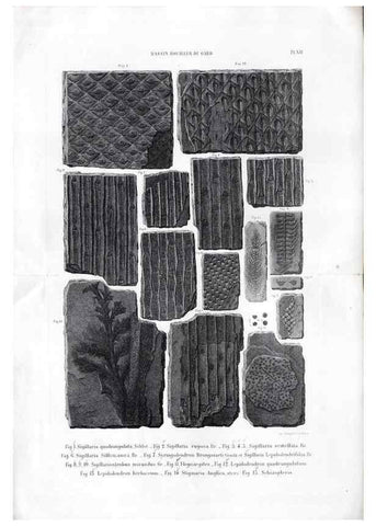 Reproducción/Reproduction 7676548394: Géologie et paléontologie du bassin houiller du Gard /. Saint-Etienne :Théolier,1890.