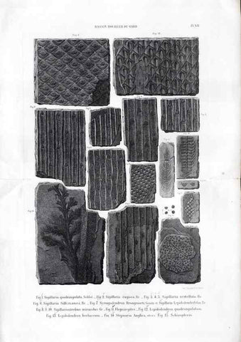 Reproducción/Reproduction 7676548394: Géologie et paléontologie du bassin houiller du Gard /. Saint-Etienne :Théolier,1890.