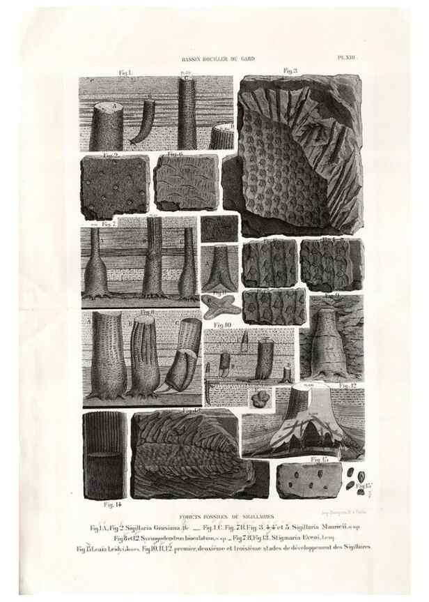 Reproducción/Reproduction 7676549402: Géologie et paléontologie du bassin houiller du Gard /. Saint-Etienne :Théolier,1890.