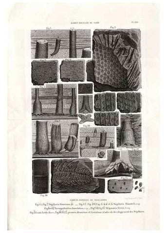 Reproducción/Reproduction 7676549402: Géologie et paléontologie du bassin houiller du Gard /. Saint-Etienne :Théolier,1890.