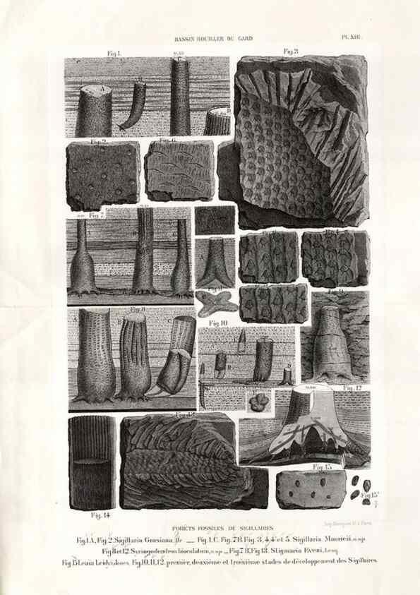 Reproducción/Reproduction 7676549402: Géologie et paléontologie du bassin houiller du Gard /. Saint-Etienne :Théolier,1890.