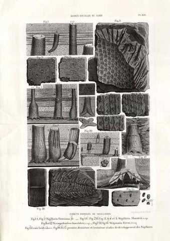 Reproducción/Reproduction 7676549402: Géologie et paléontologie du bassin houiller du Gard /. Saint-Etienne :Théolier,1890.