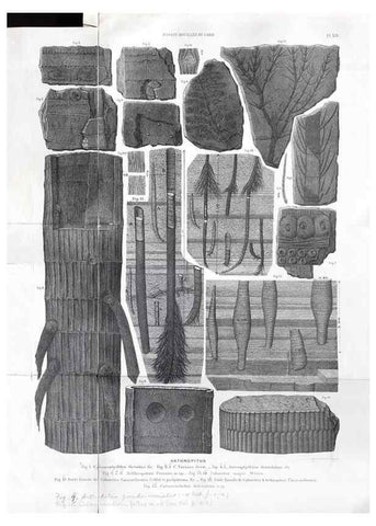 Reproducción/Reproduction 7676550932: Géologie et paléontologie du bassin houiller du Gard /. Saint-Etienne :Théolier,1890.