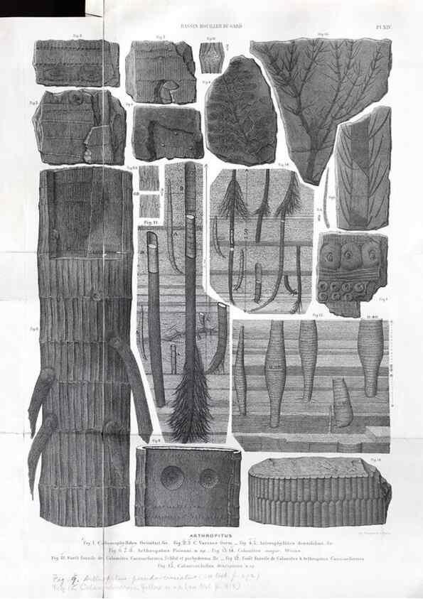 Reproducción/Reproduction 7676550932: Géologie et paléontologie du bassin houiller du Gard /. Saint-Etienne :Théolier,1890.