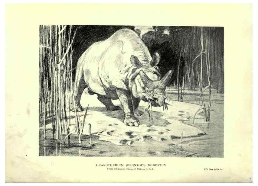 Reproducción/Reproduction 7724877278: Evolution in the past /. London :Herbert and Daniel,1912.