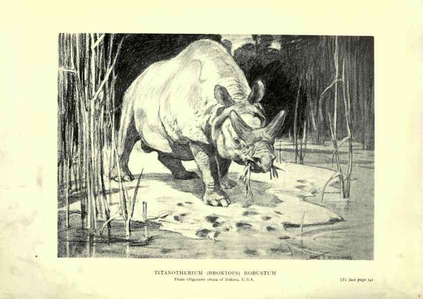 Reproducción/Reproduction 7724877278: Evolution in the past /. London :Herbert and Daniel,1912.