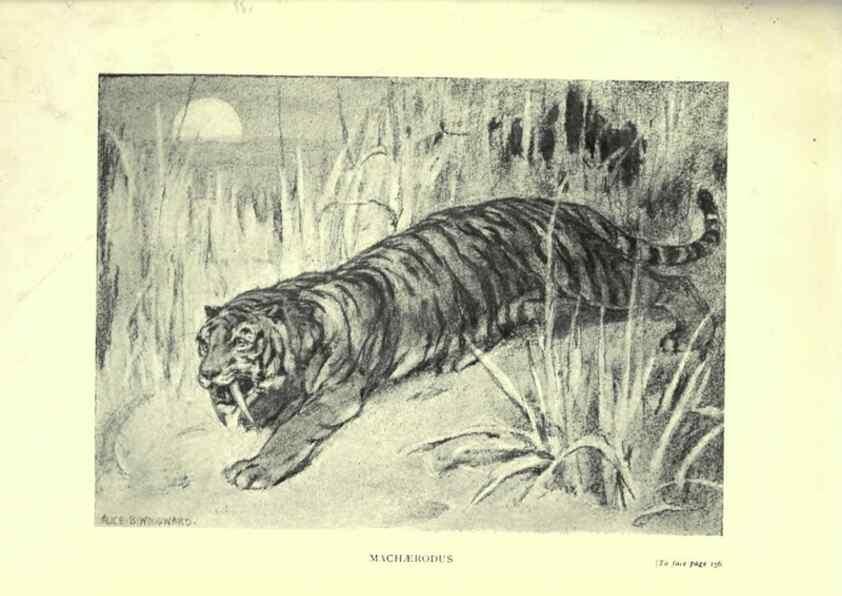 Reproducción/Reproduction 7724881052: Evolution in the past /. London :Herbert and Daniel,1912.
