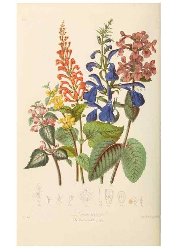 Reproducción/Reproduction 7739407482: Illustrations of the natural orders of plants with groups and descriptions.. London :Sampson Low, Son, and Marston,1868.