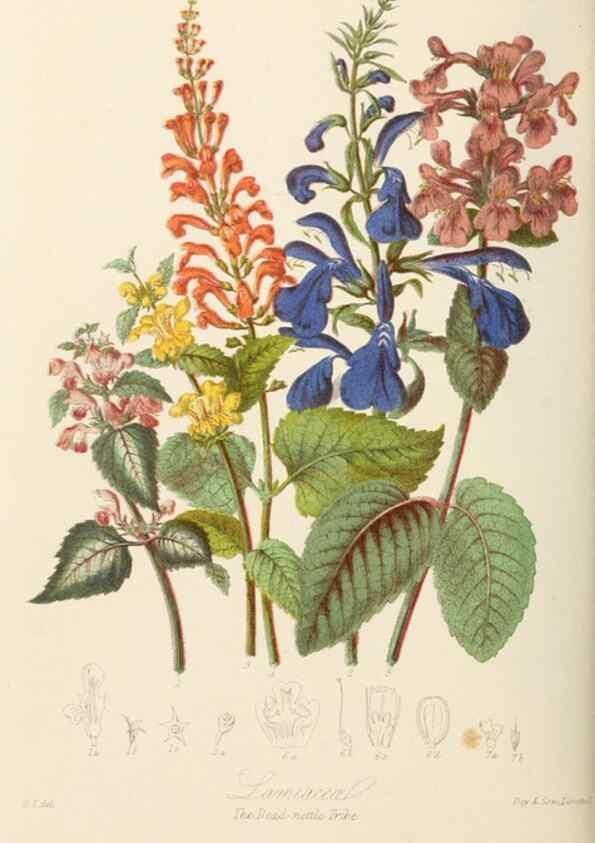 Reproducción/Reproduction 7739407482: Illustrations of the natural orders of plants with groups and descriptions.. London :Sampson Low, Son, and Marston,1868.