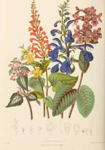 Reproducción/Reproduction 7739407482: Illustrations of the natural orders of plants with groups and descriptions.. London :Sampson Low, Son, and Marston,1868.