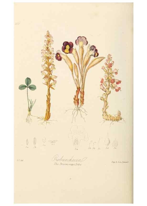 Reproducción/Reproduction 7739408200: Illustrations of the natural orders of plants with groups and descriptions.. London :Sampson Low, Son, and Marston,1868.