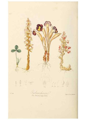 Reproducción/Reproduction 7739408200: Illustrations of the natural orders of plants with groups and descriptions.. London :Sampson Low, Son, and Marston,1868.