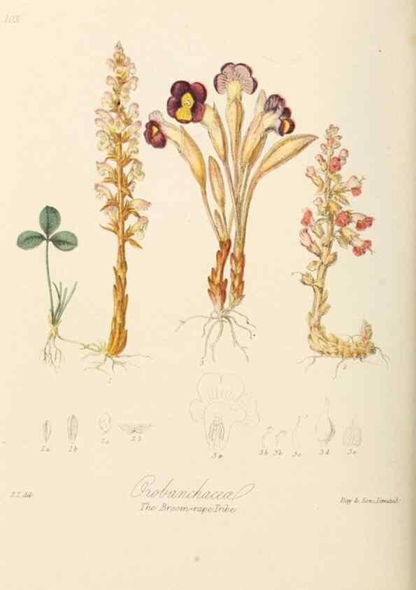 Reproducción/Reproduction 7739408200: Illustrations of the natural orders of plants with groups and descriptions.. London :Sampson Low, Son, and Marston,1868.