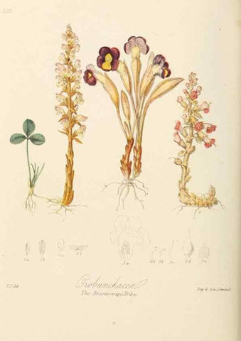 Reproducción/Reproduction 7739408200: Illustrations of the natural orders of plants with groups and descriptions.. London :Sampson Low, Son, and Marston,1868.