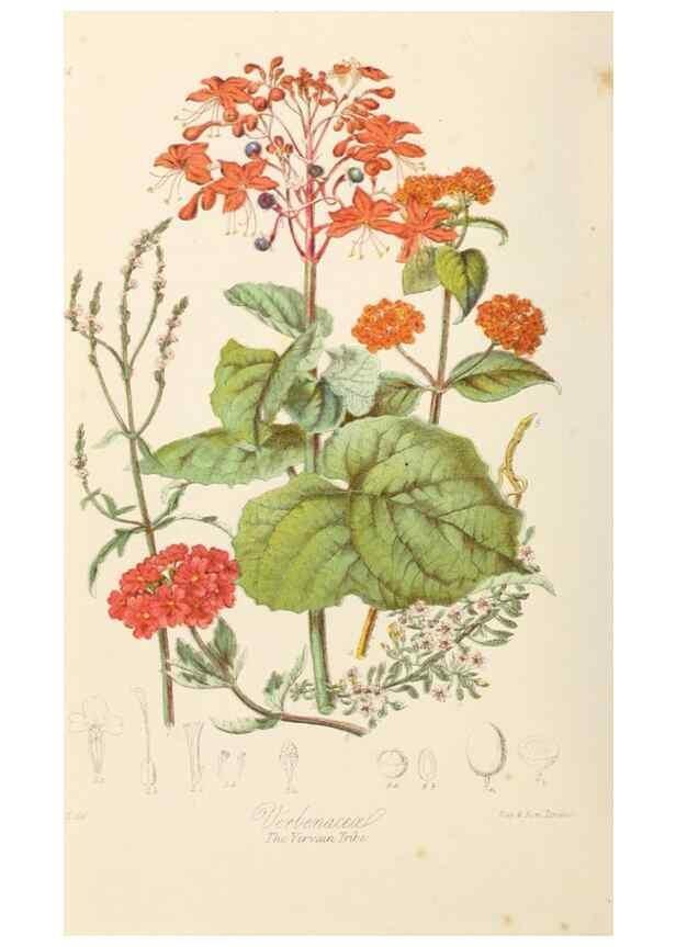 Reproducción/Reproduction 7739409102: Illustrations of the natural orders of plants with groups and descriptions.. London :Sampson Low, Son, and Marston,1868.
