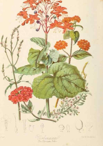 Reproducción/Reproduction 7739409102: Illustrations of the natural orders of plants with groups and descriptions.. London :Sampson Low, Son, and Marston,1868.
