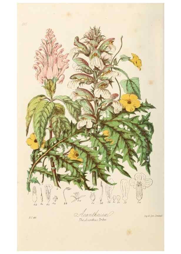Reproducción/Reproduction 7739410094: Illustrations of the natural orders of plants with groups and descriptions.. London :Sampson Low, Son, and Marston,1868.