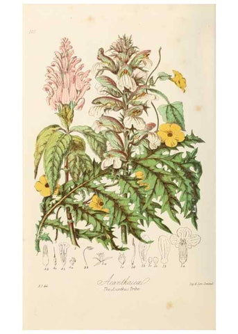 Reproducción/Reproduction 7739410094: Illustrations of the natural orders of plants with groups and descriptions.. London :Sampson Low, Son, and Marston,1868.