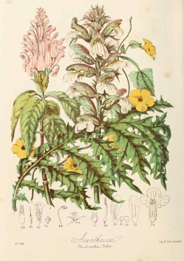 Reproducción/Reproduction 7739410094: Illustrations of the natural orders of plants with groups and descriptions.. London :Sampson Low, Son, and Marston,1868.
