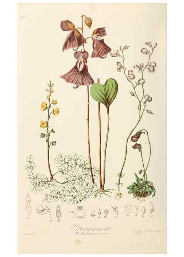 Reproducción/Reproduction 7739410896: Illustrations of the natural orders of plants with groups and descriptions.. London :Sampson Low, Son, and Marston,1868.